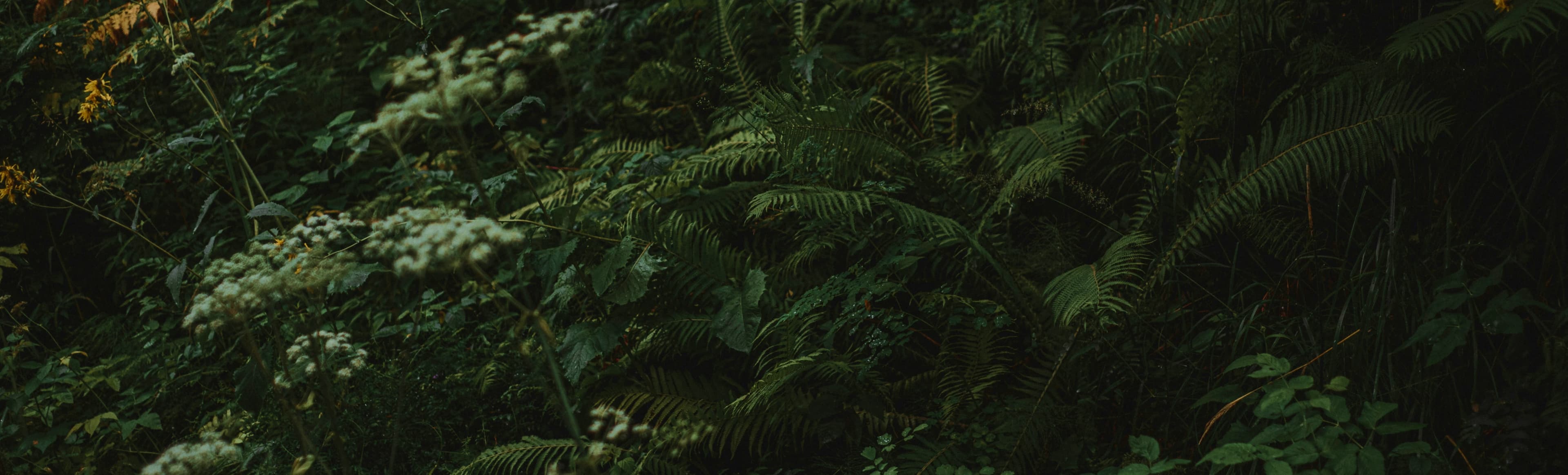 masaar 100K forested